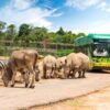 Rinocerontes y cebras en el safari semisalvaje