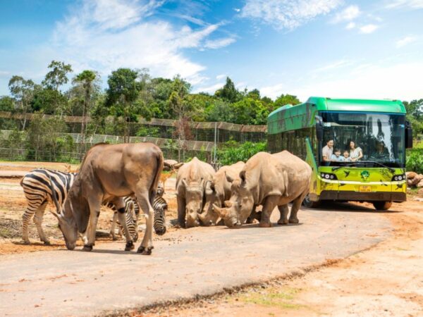 Rinocerontes y cebras en el safari semisalvaje