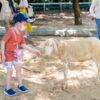 Niño jugando con una oveja en el zoológico de safari
