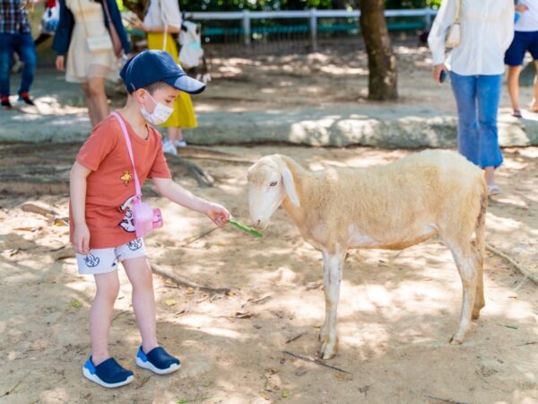 Niño jugando con una oveja en el zoológico de safari