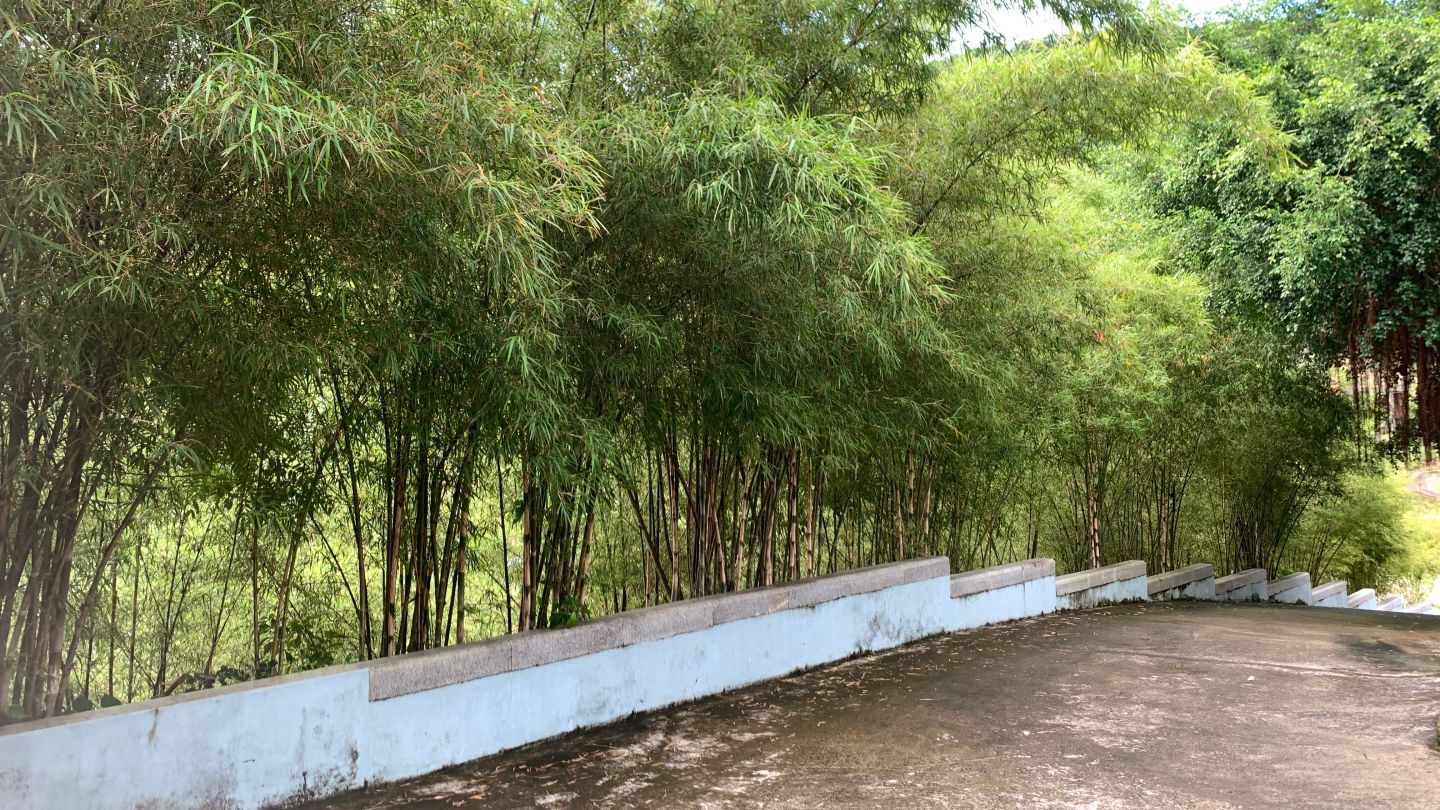 Bamboo line