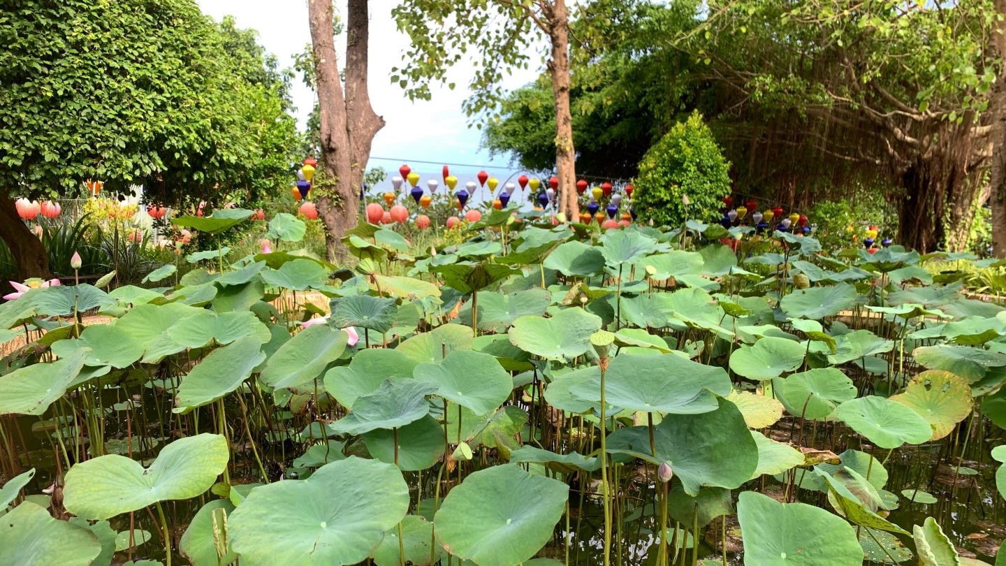 Lotus garden inside Phu Quoc Pagoda