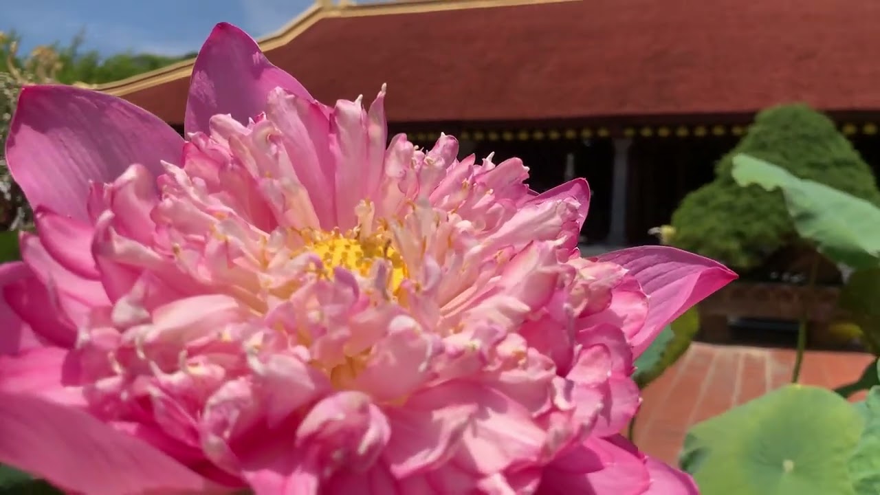 Lotus flower under the sunshine at Phu Quoc Pagoda